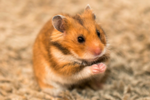 Tier, Nagetier, Ratte, Hamster, Haustier