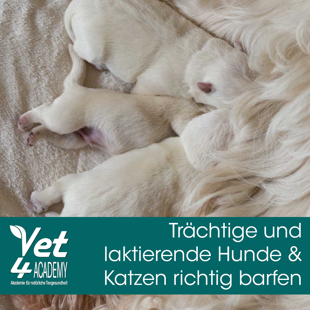 Hund, Haustier, Welpe, Person, Schlafend