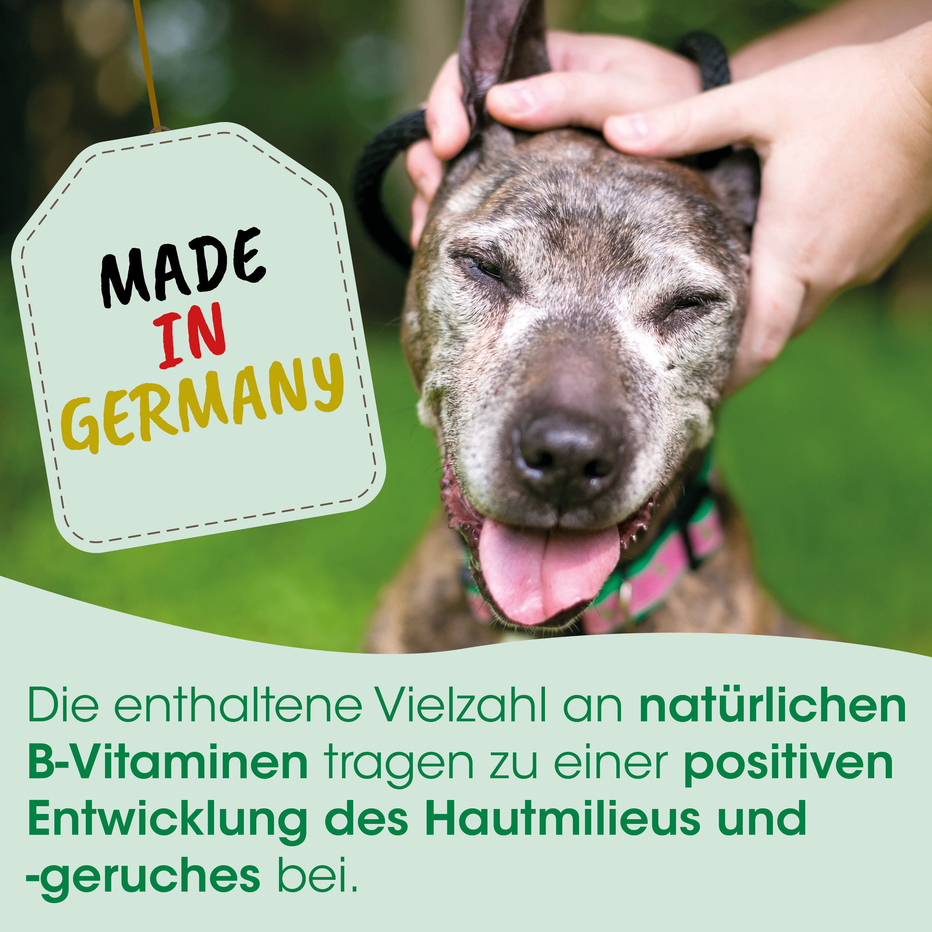 hund, halsband, tag, deutschland, made in germany