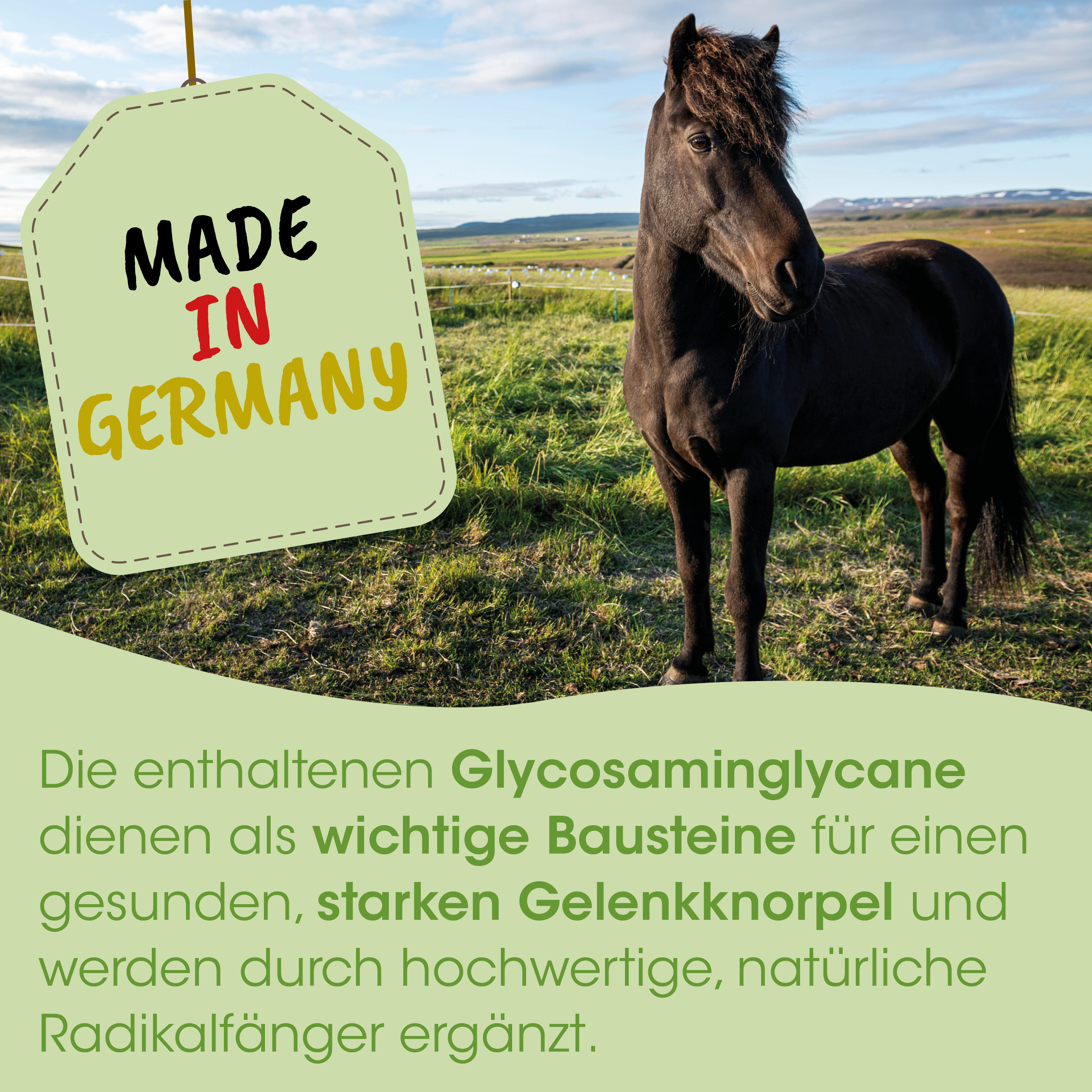 Pferd, Schwarz, Hengst, Grasland, Glycosaminglycane