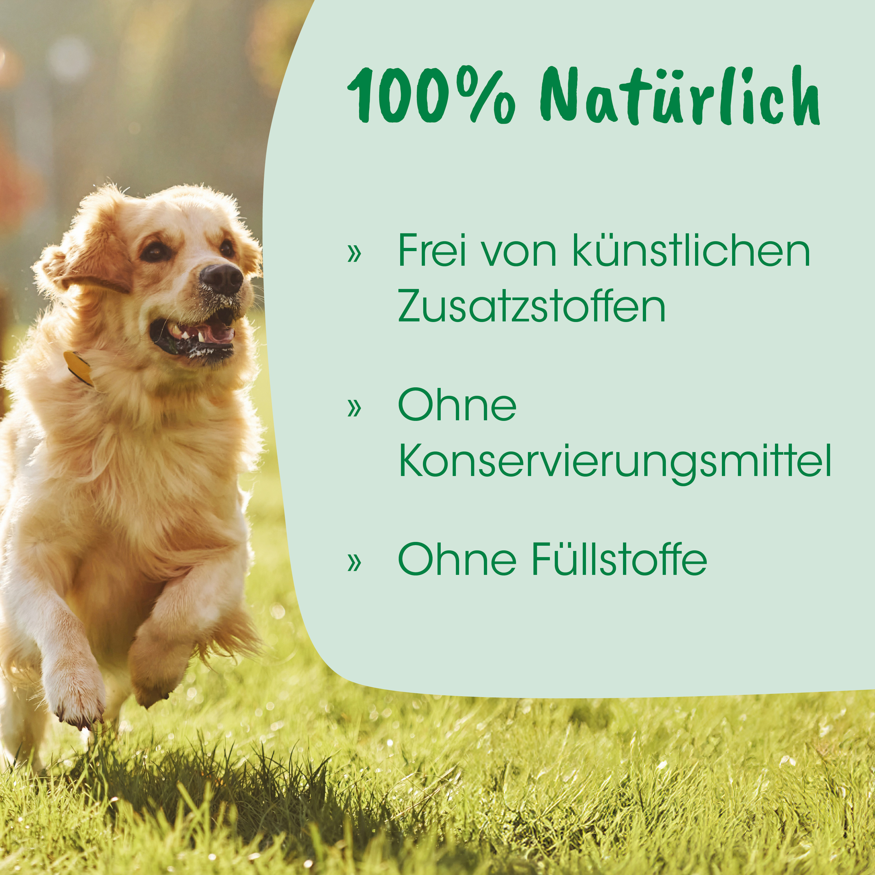 Hund, Hundegesundheit, Hundebereich, Outdoor, Natur