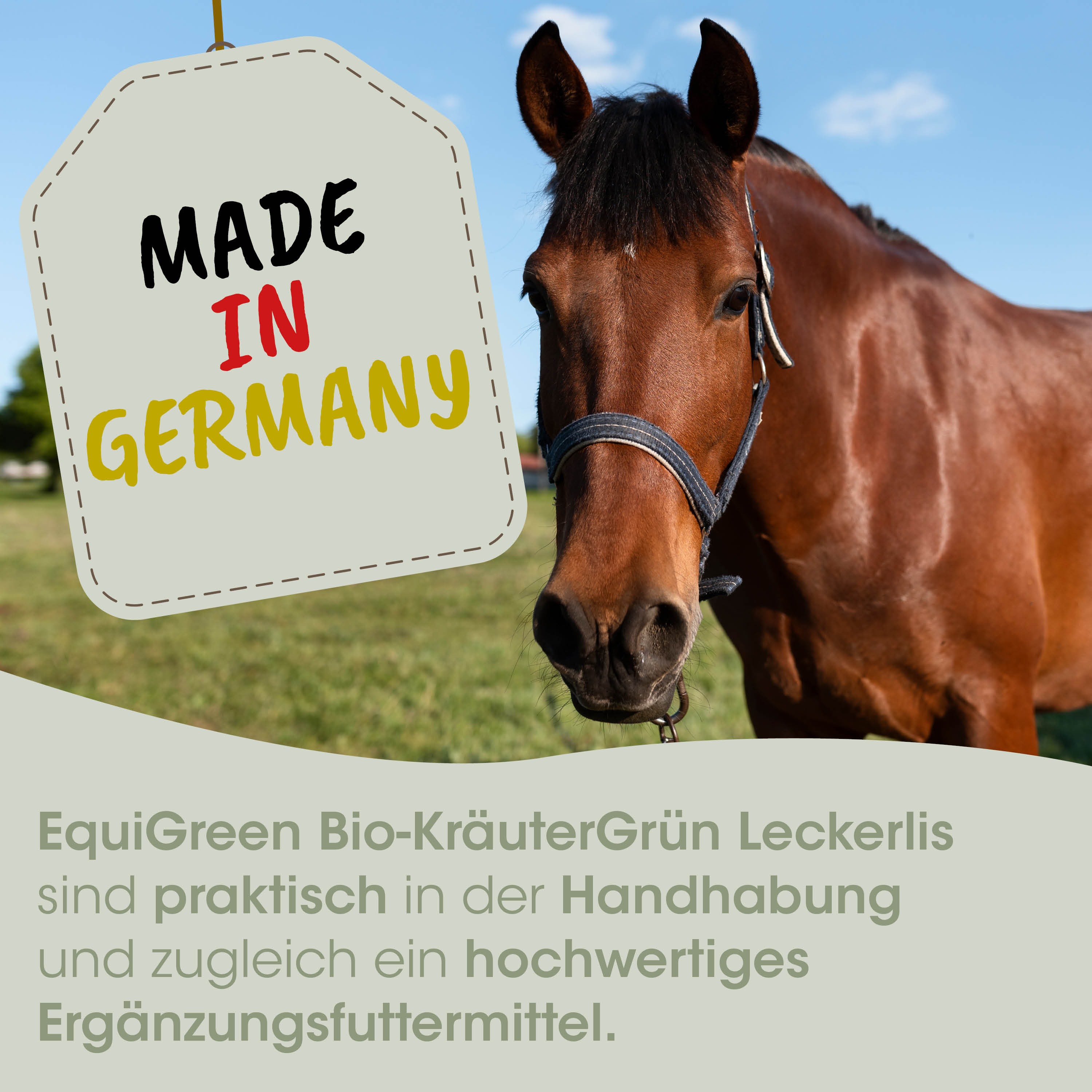 Pferd, braun, halfter, reiter, anhänger