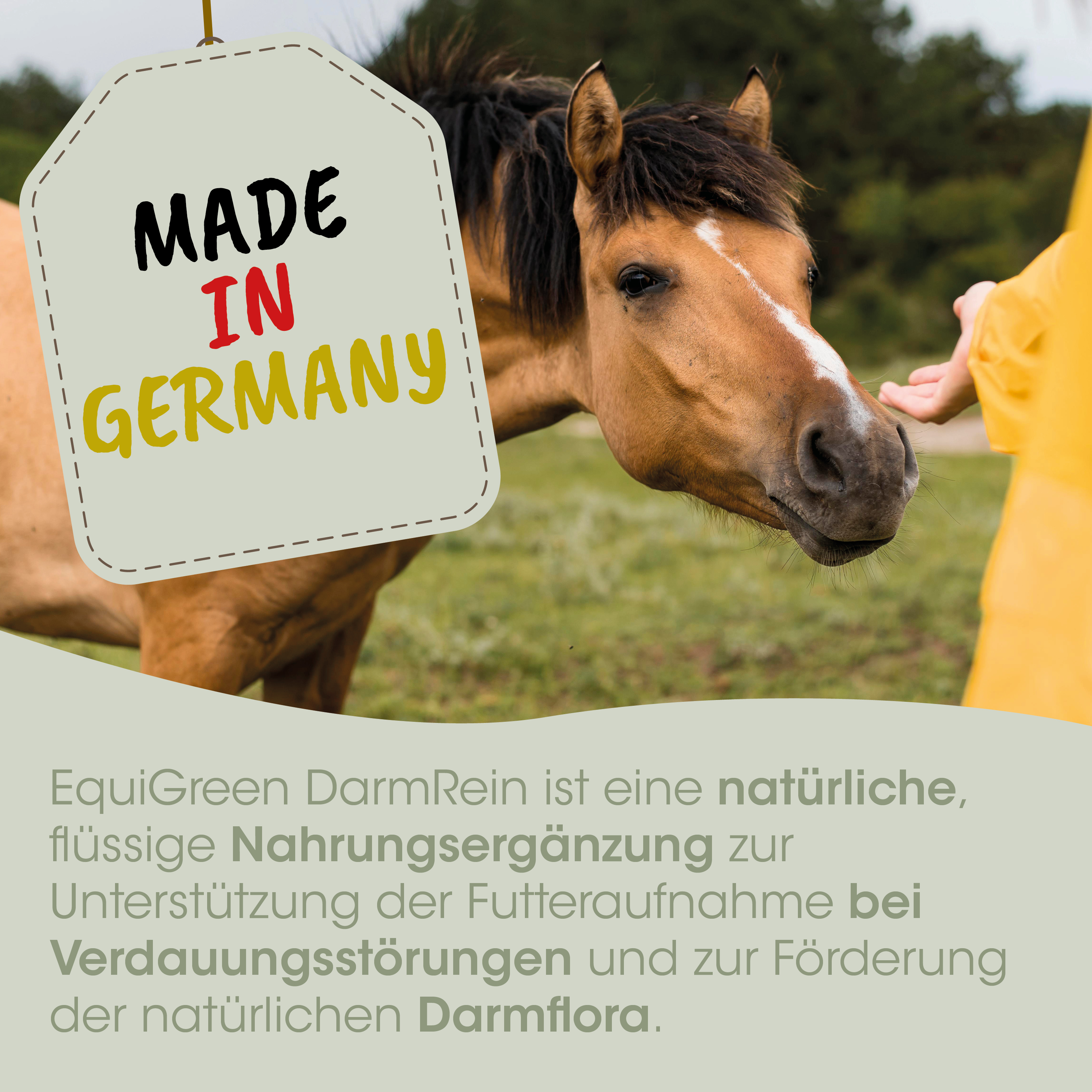 pferd, braun, kopf, gesicht, mähne