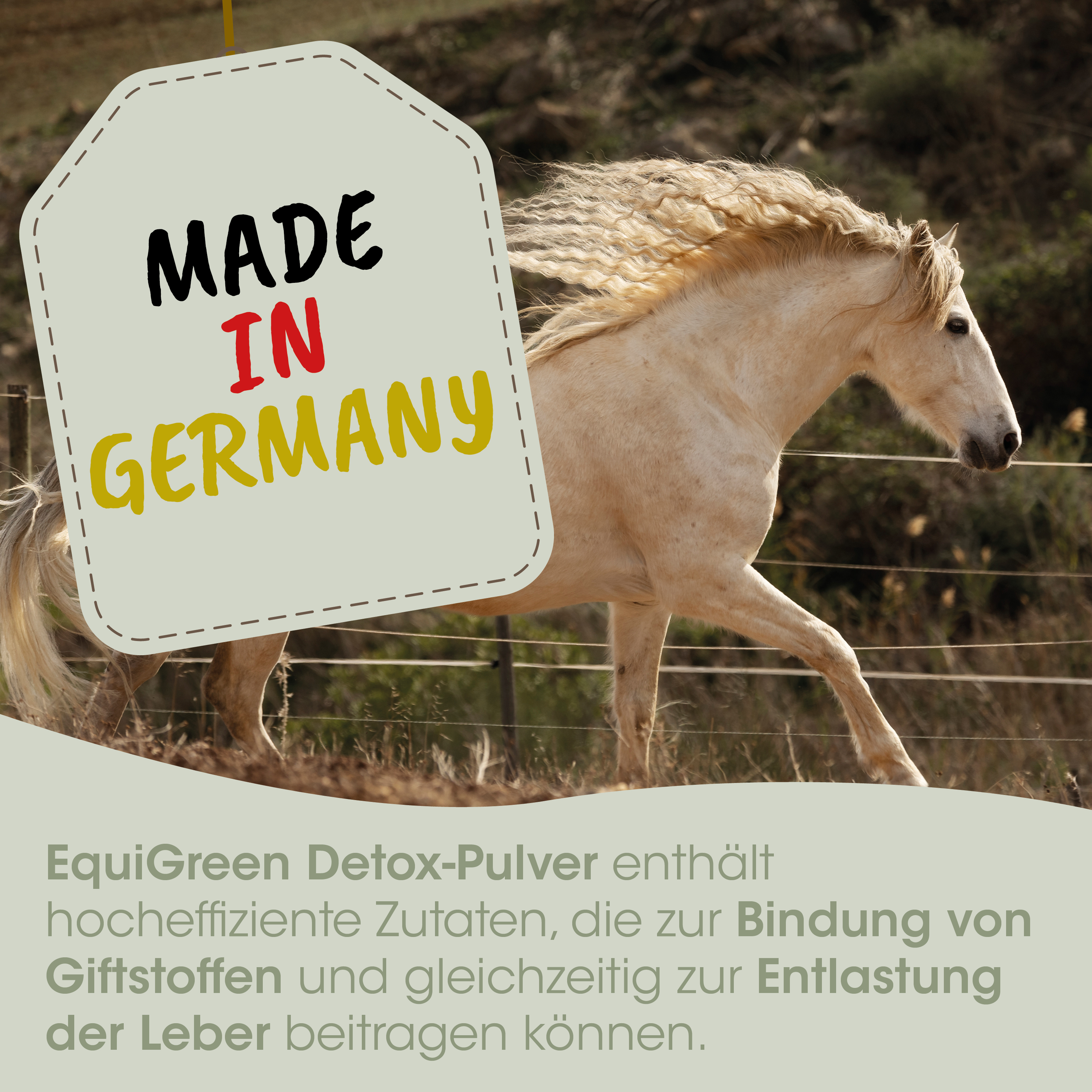 Pferd, Pferdebild, Bewegung, Stockmaß, Hengst oder Pferd