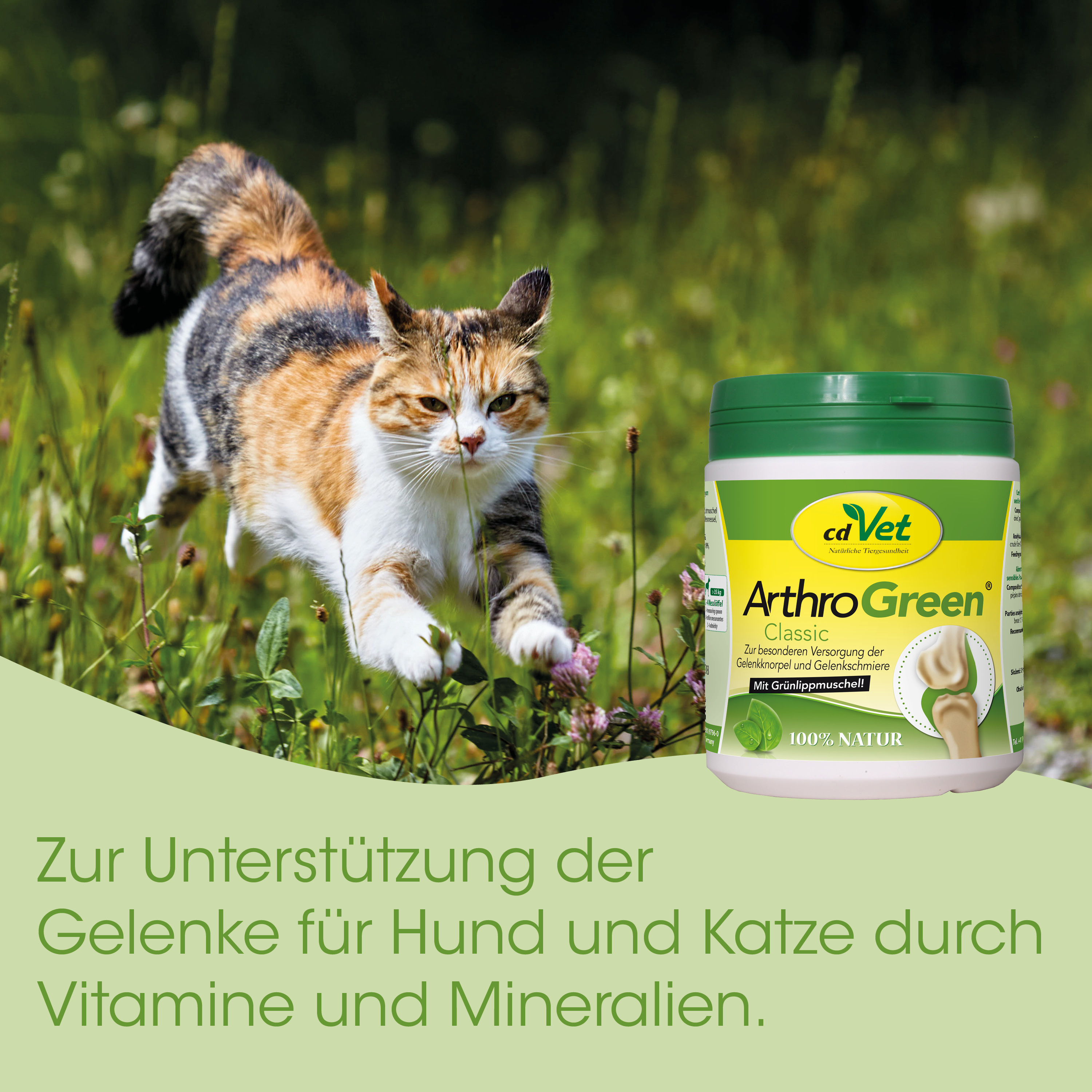 katze, draußen, kaliko, haustierergänzung, arthritis ergänzung