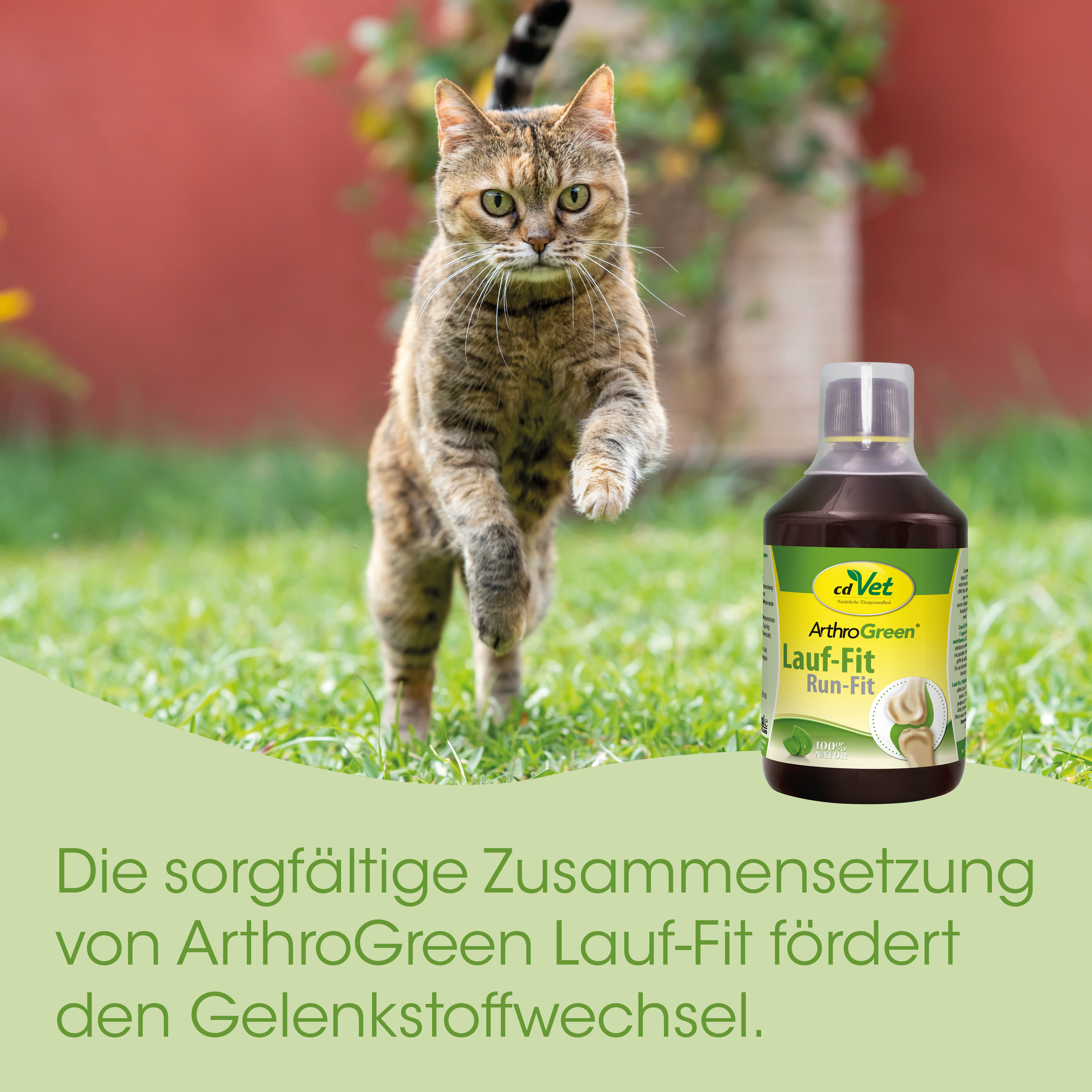 Katze, Tierflasche, katze läuft, Gras, Gelenkunterstützung