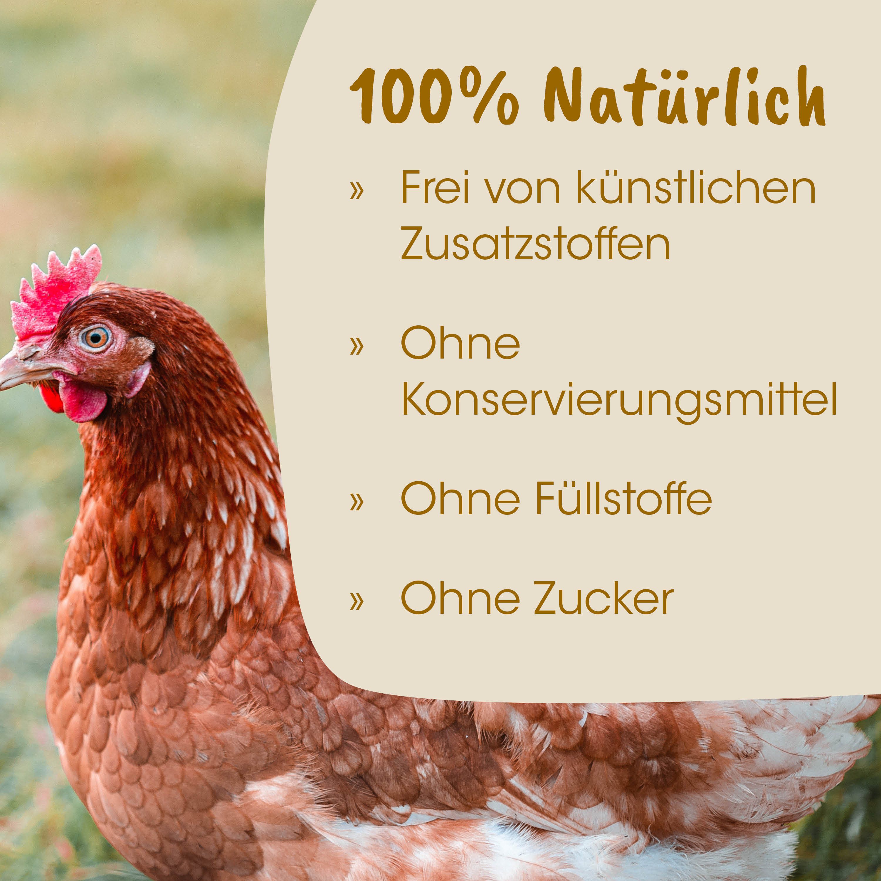Huhn, Henne, Brennfarben, Feder, Geflügel