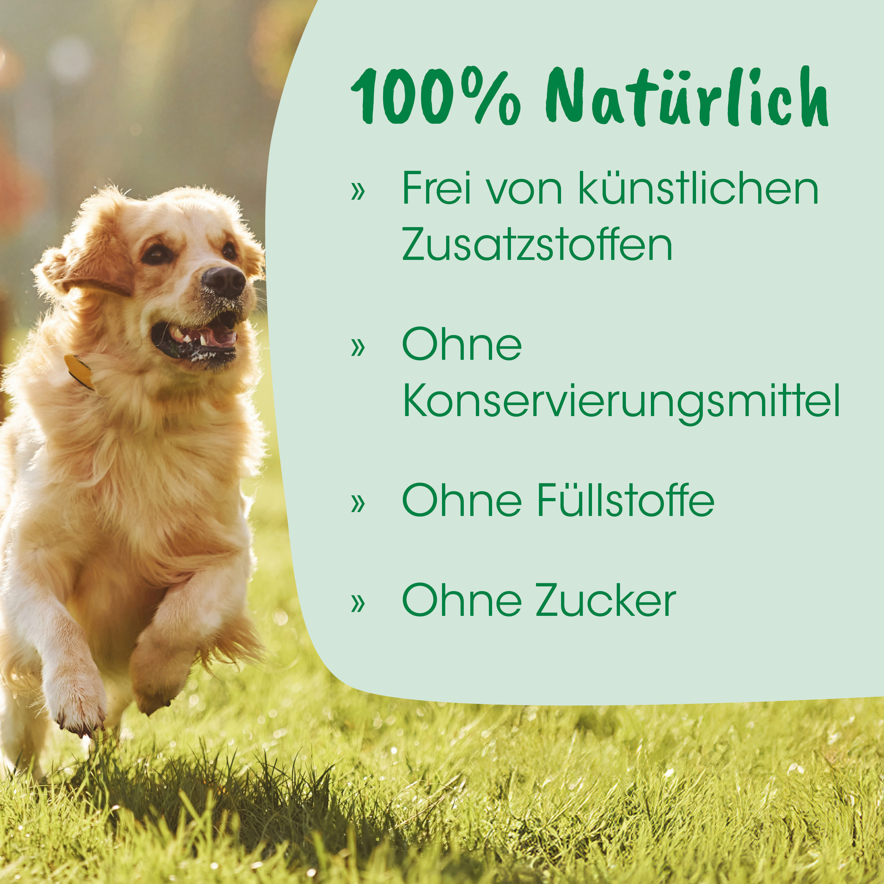 Hund, Golden Retriever, Laufender Hund, Haustier, Tierbild