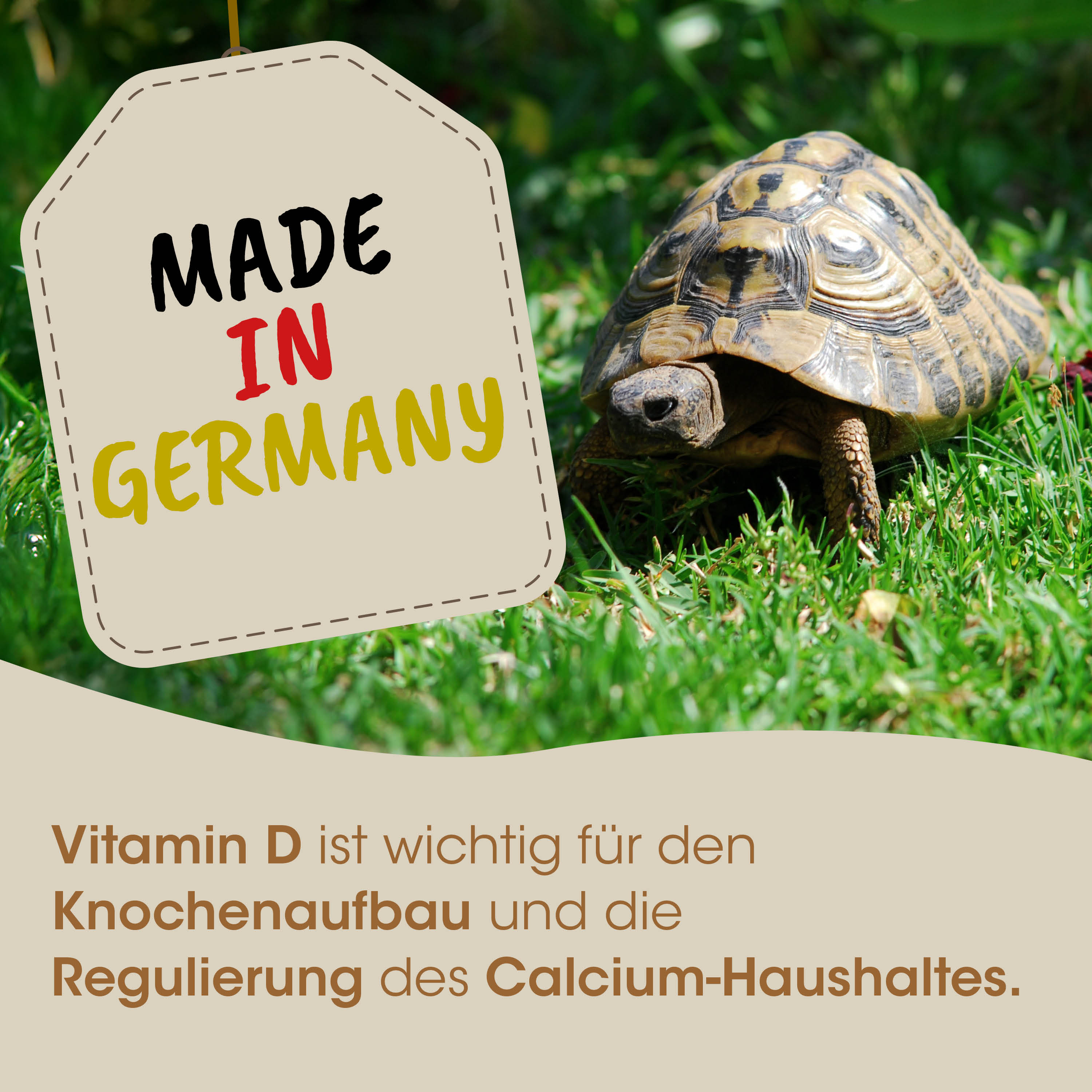 Schildkröte, Schildkröte, Reptil, Gras, Made in Germany