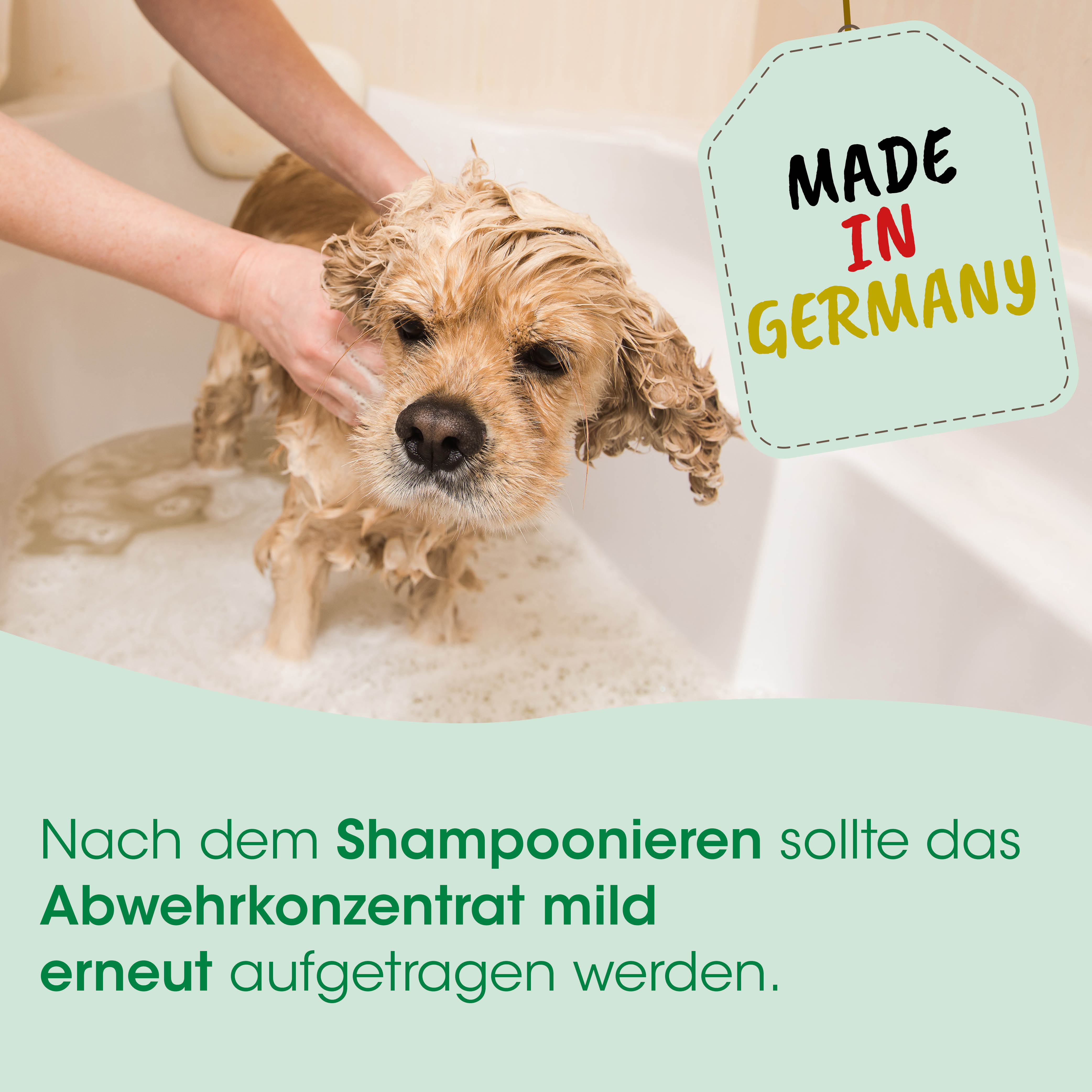 Hund, Goldener Retriever, Halsband, Gras, Made in Germany, Hund, Hundewaschen, Shampoo, Haarpflege, Made in Germany