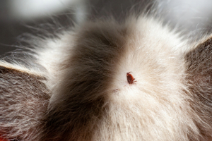 Tier, Säugetier, Ratte, Nagetier