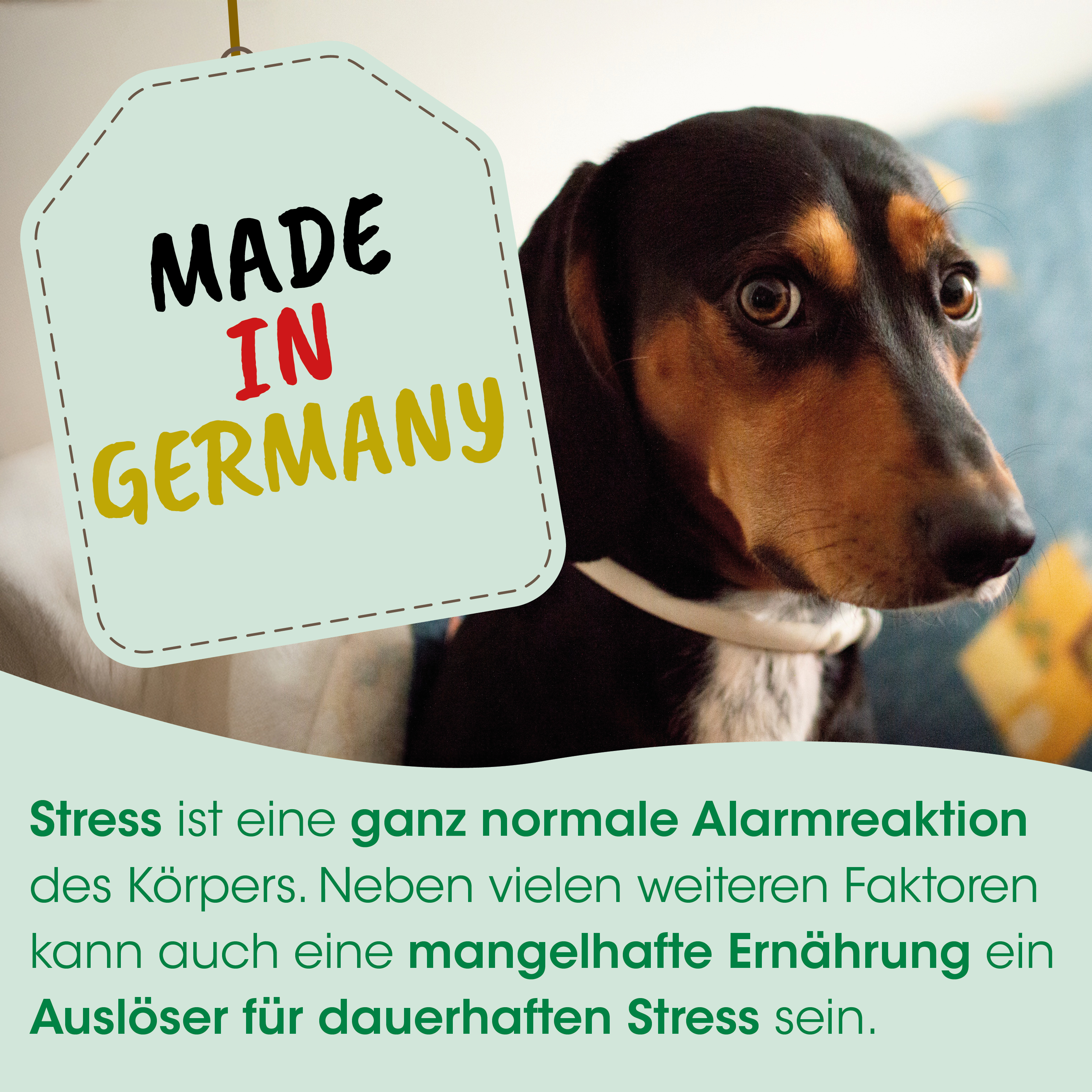 Hund, Dackel, Made in Germany, Tierbild, Warnung