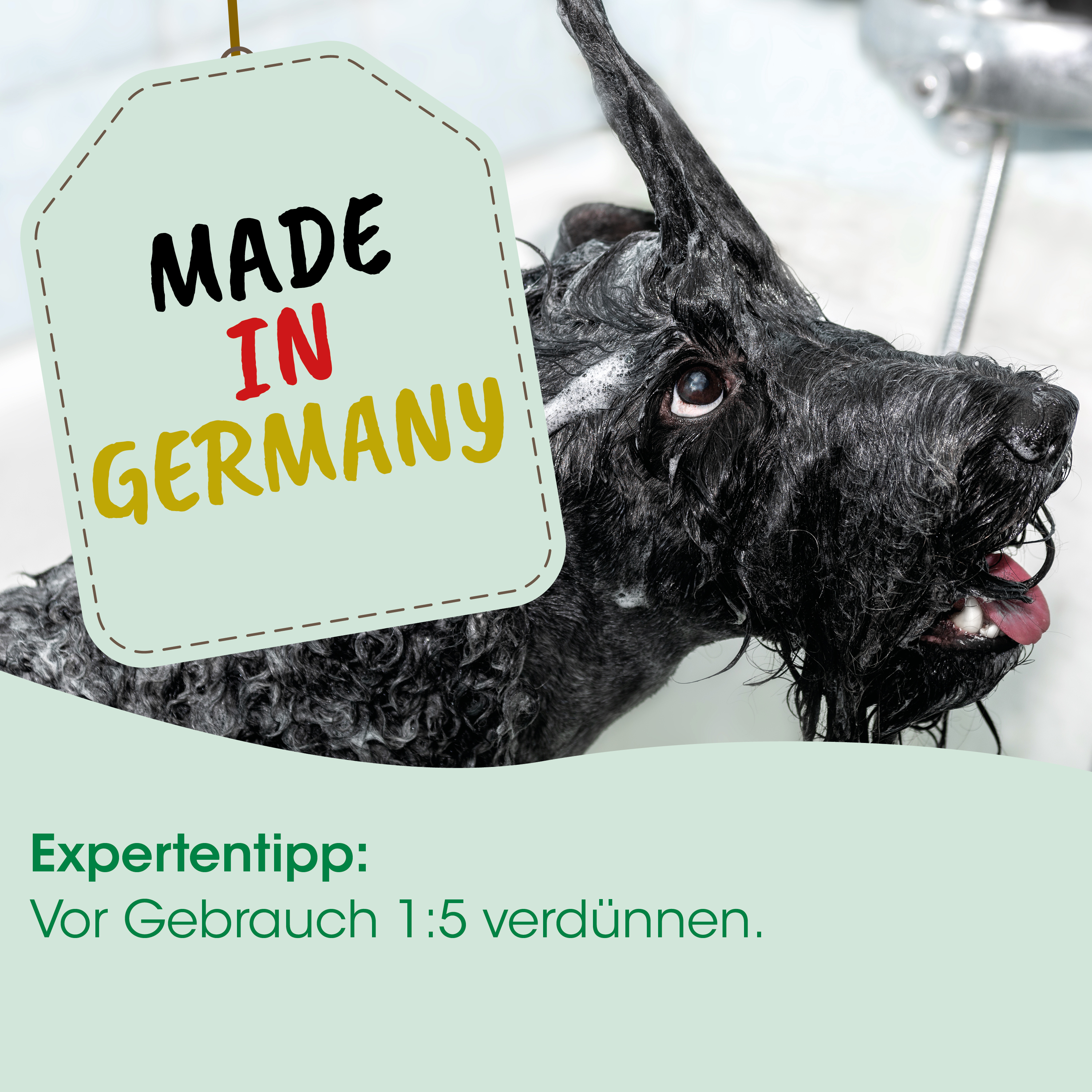 hund, tier, lockiges fell, schwarz, made in germany