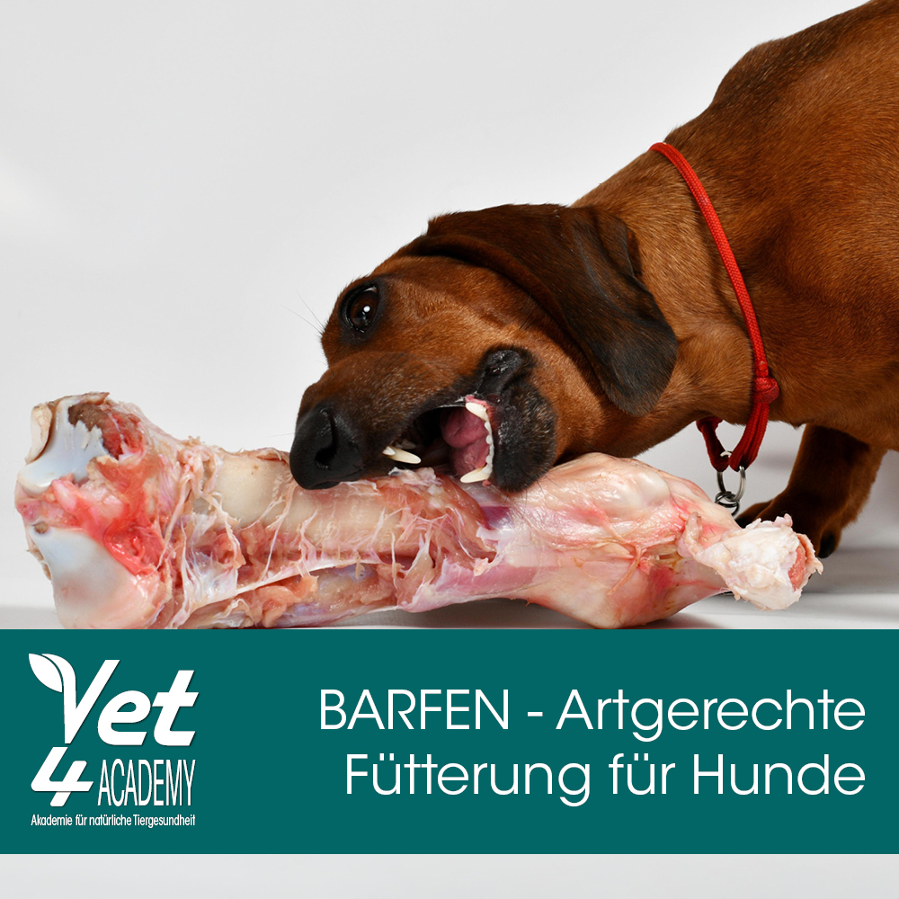 Schnauze, Hund, Säugetier, Haustier