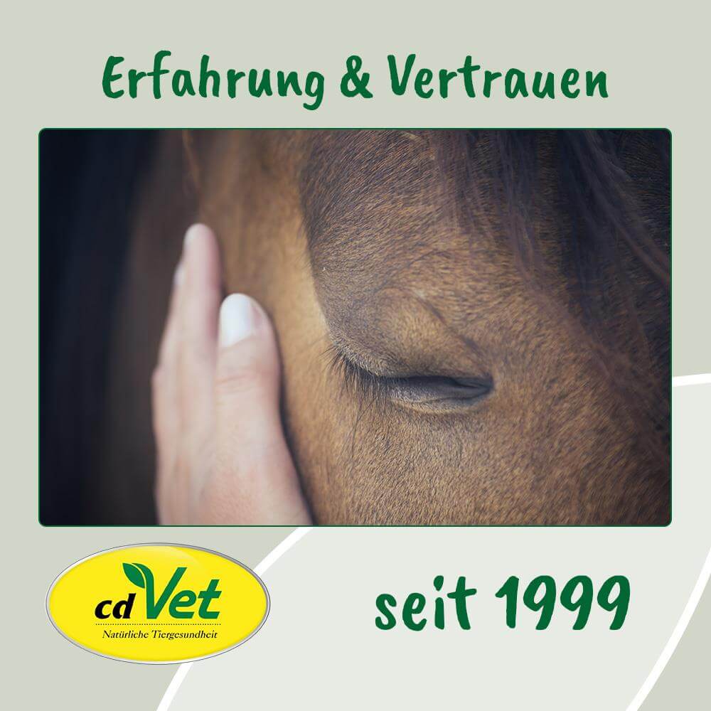 pferd, auge, nahaufnahme, tierarzt, cdVet