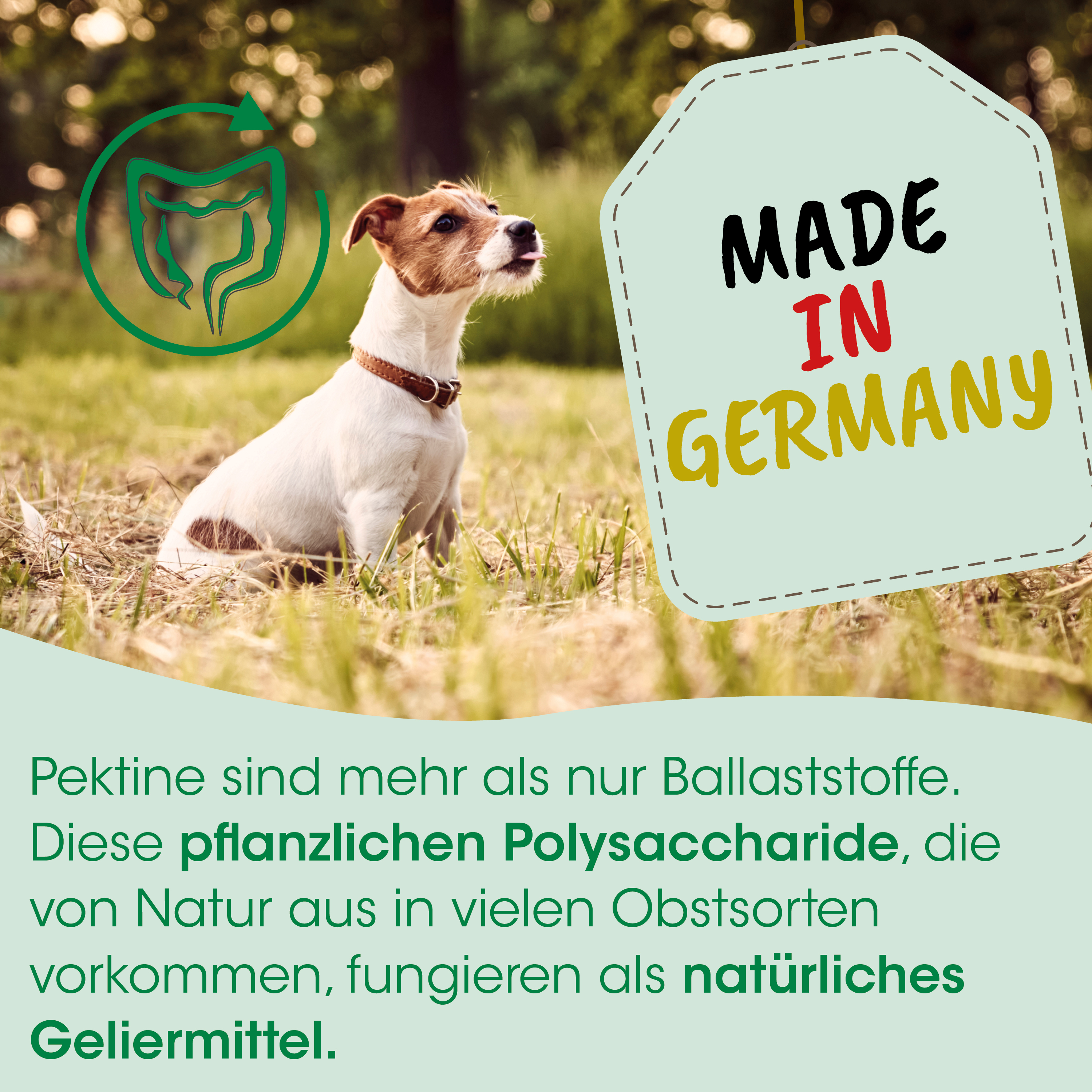 Hund, Tier, Natur, Futtermittel, Label