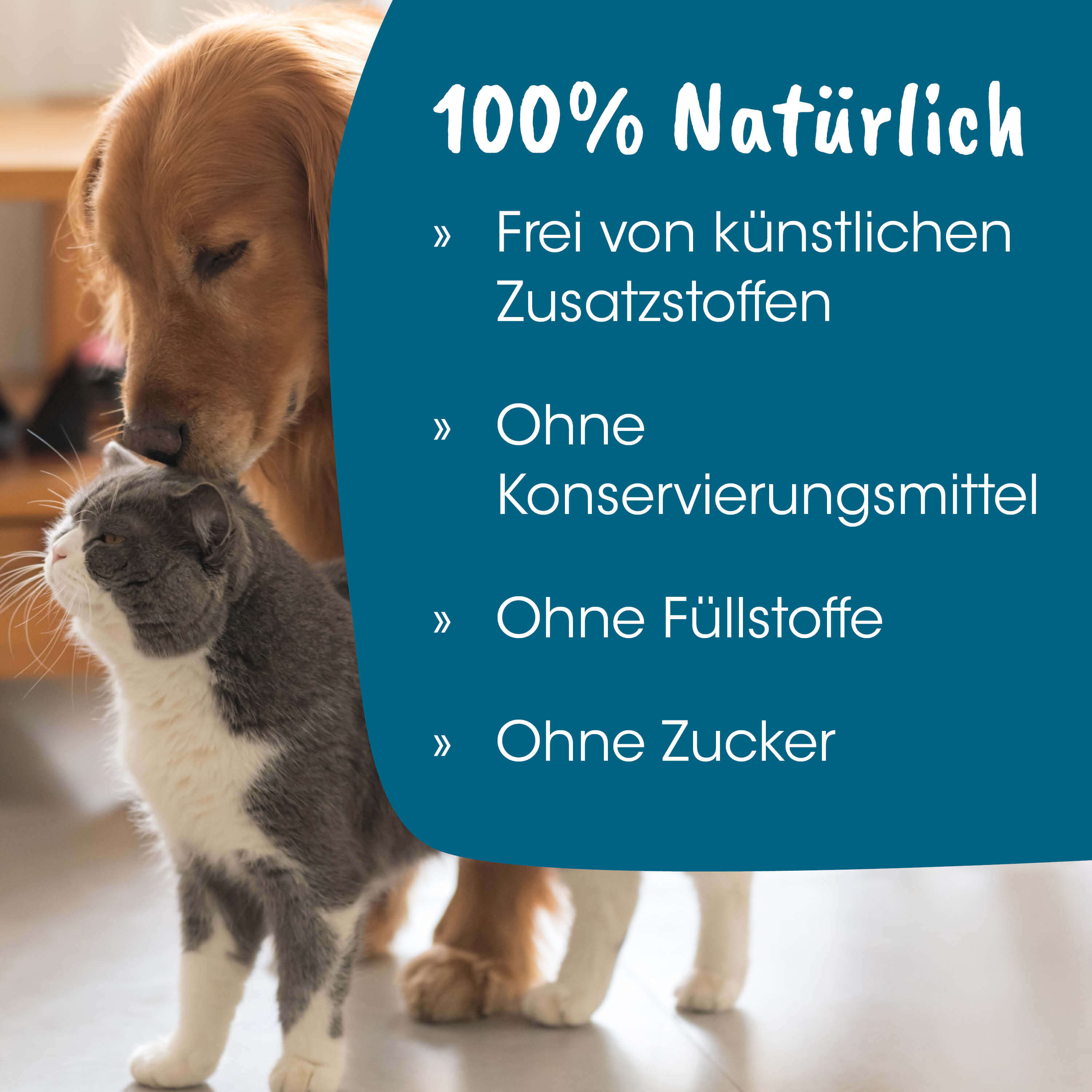 Katzen-Ohren, Hund und Katze, Haustierpaar, Tierbild, Wohnungsaufnahme