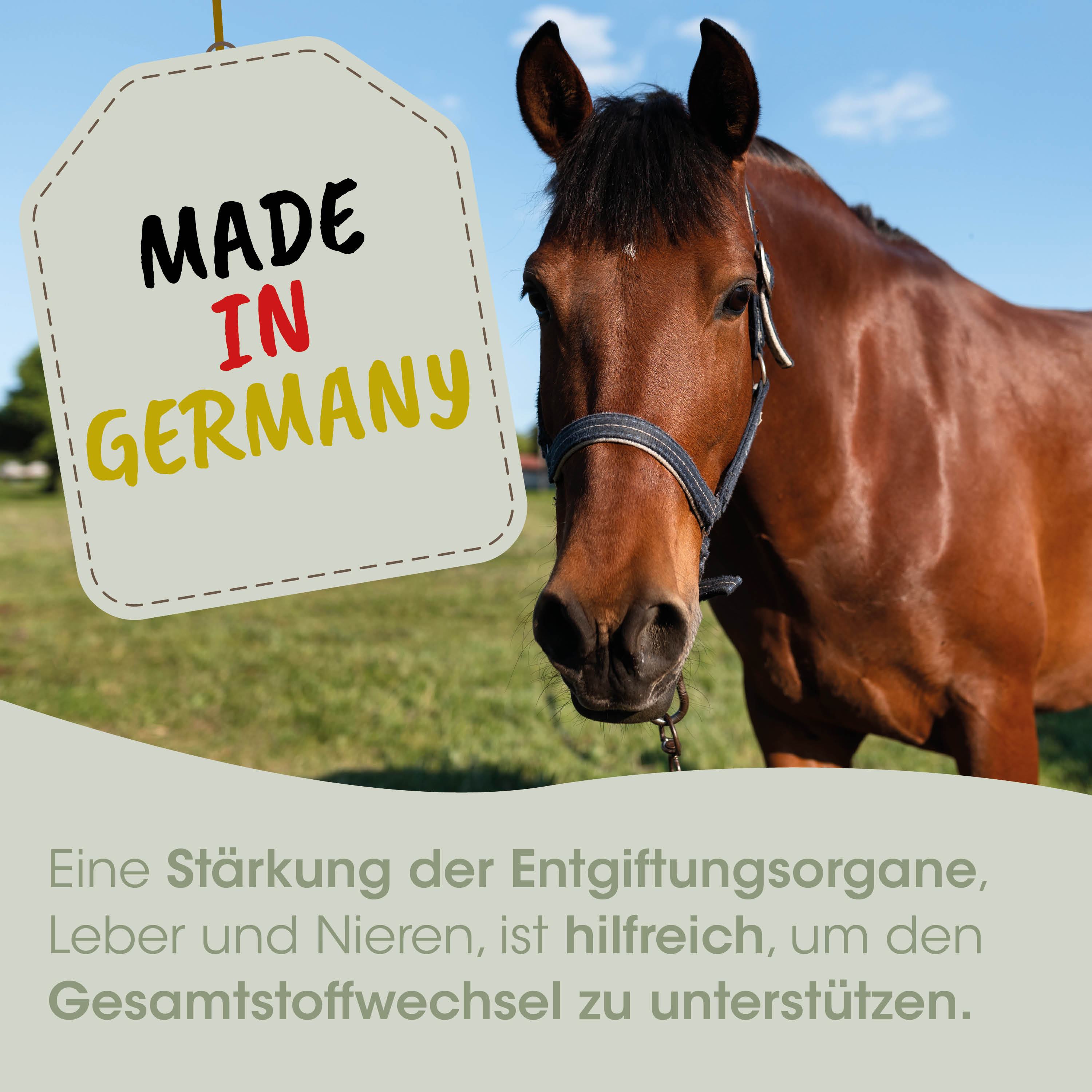 horse, halter, braun, tag, made in germany