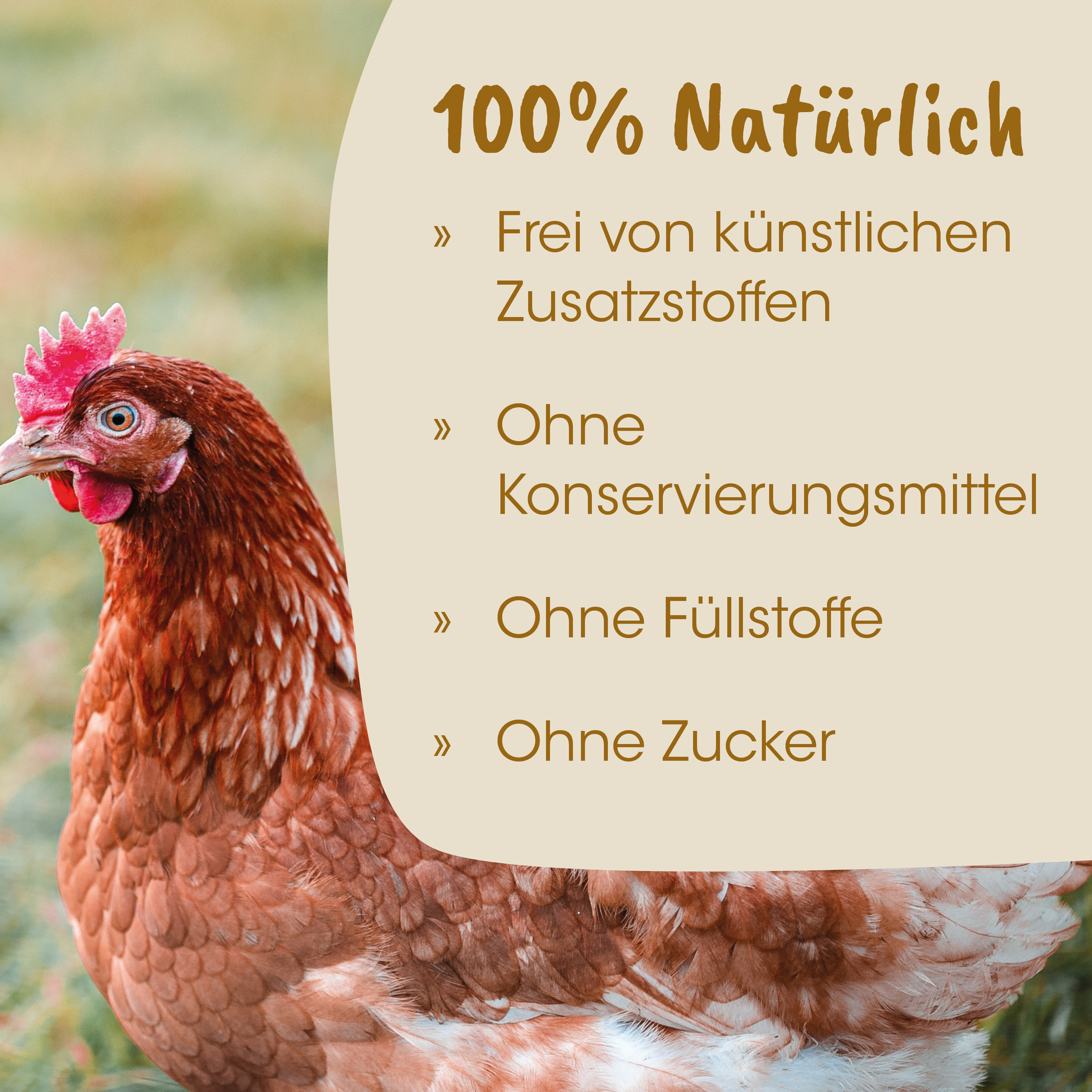 Huhn, Hühnerbild, Tierbild, Geflügel, Sonnencreme-ähnliches Hintergrundbild