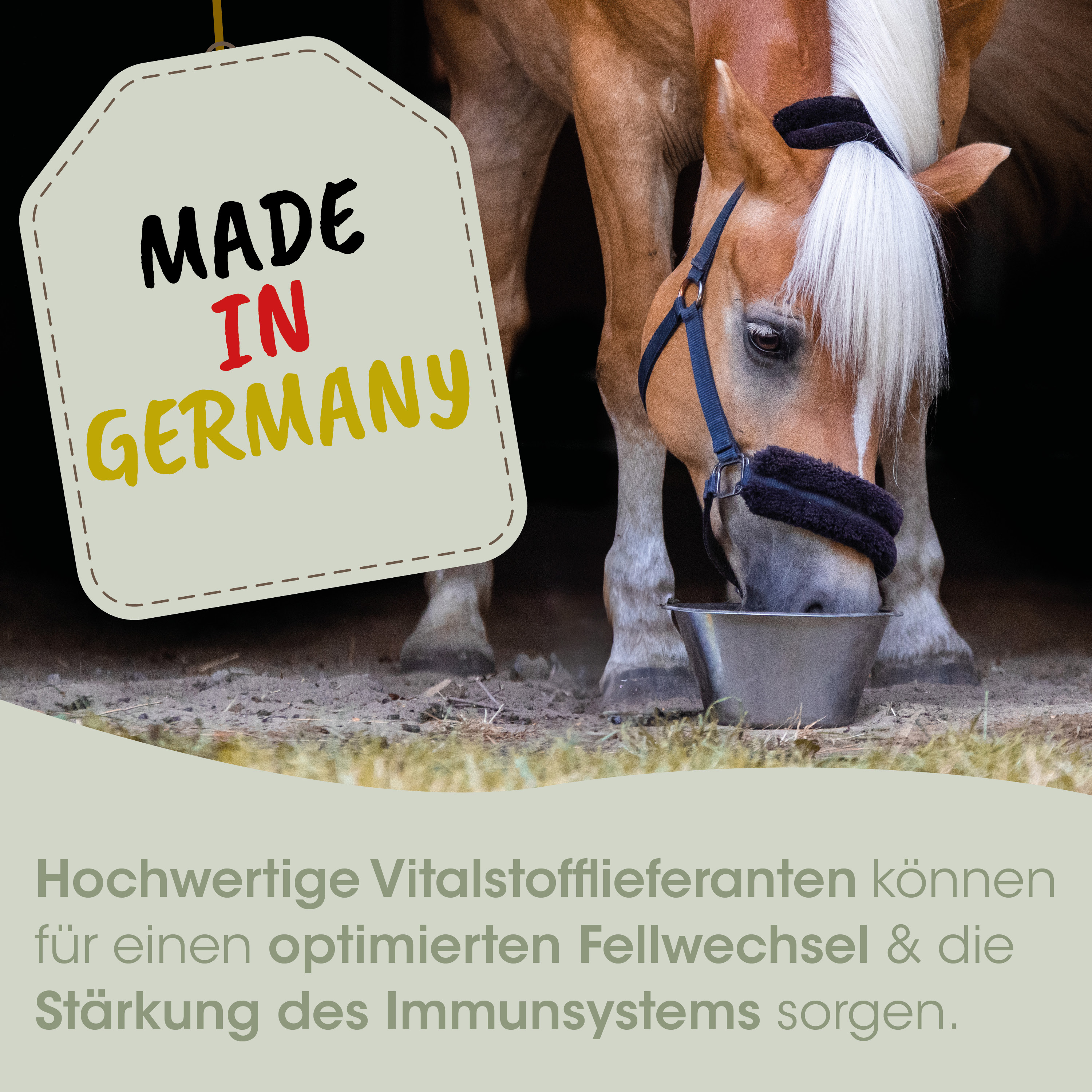 pferd, futter, futtertrog, stall, tiernahrung