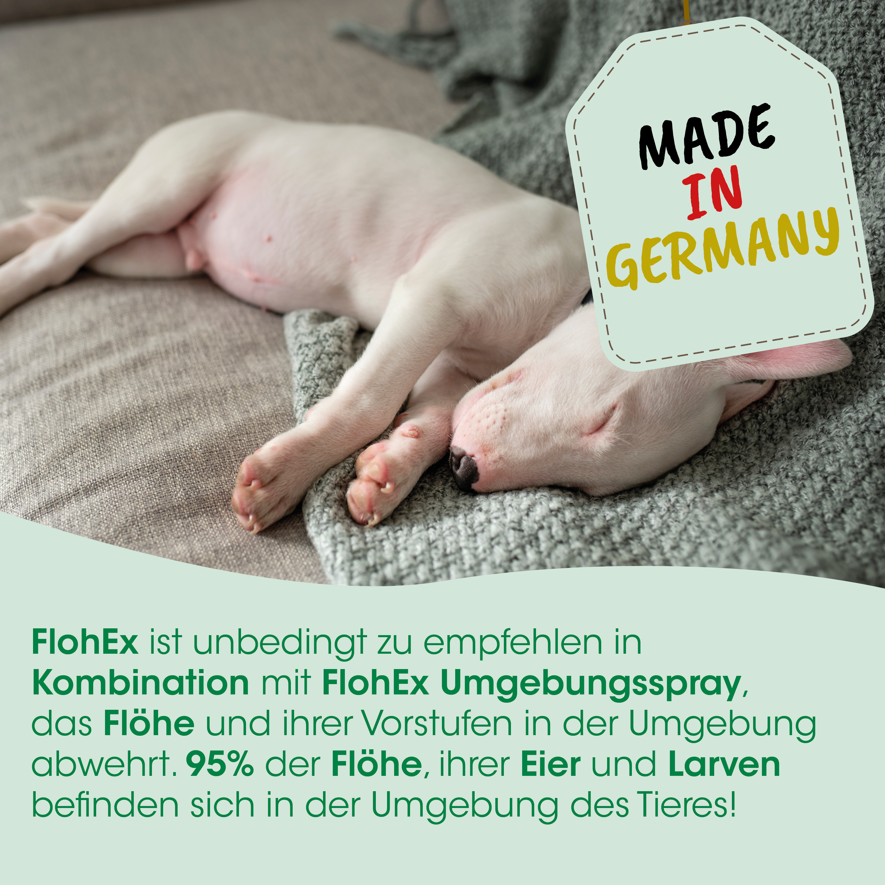 Hund, Welpe, weiß, Schlafend, Made in Germany
