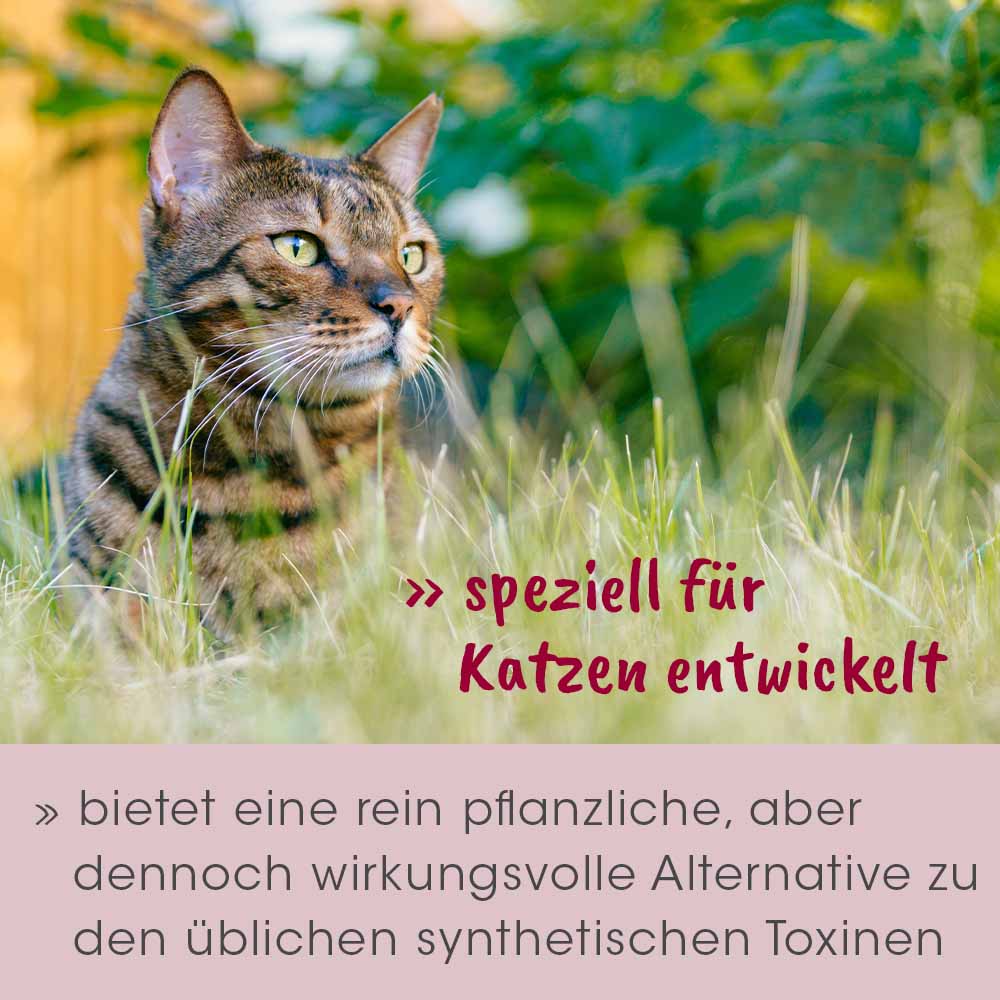 Katze, Hauskatze, Gras, grüner Hintergrund, Textüberlagerung