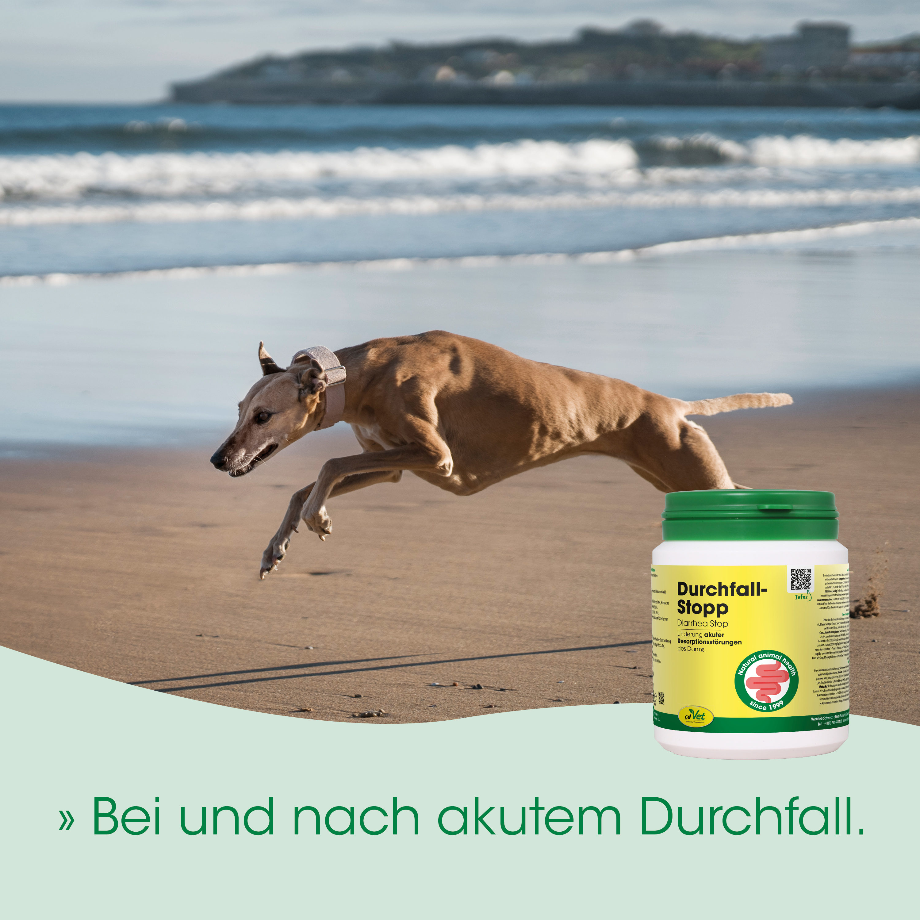 Hund, Halsband, Strand, Laufend, Medikament