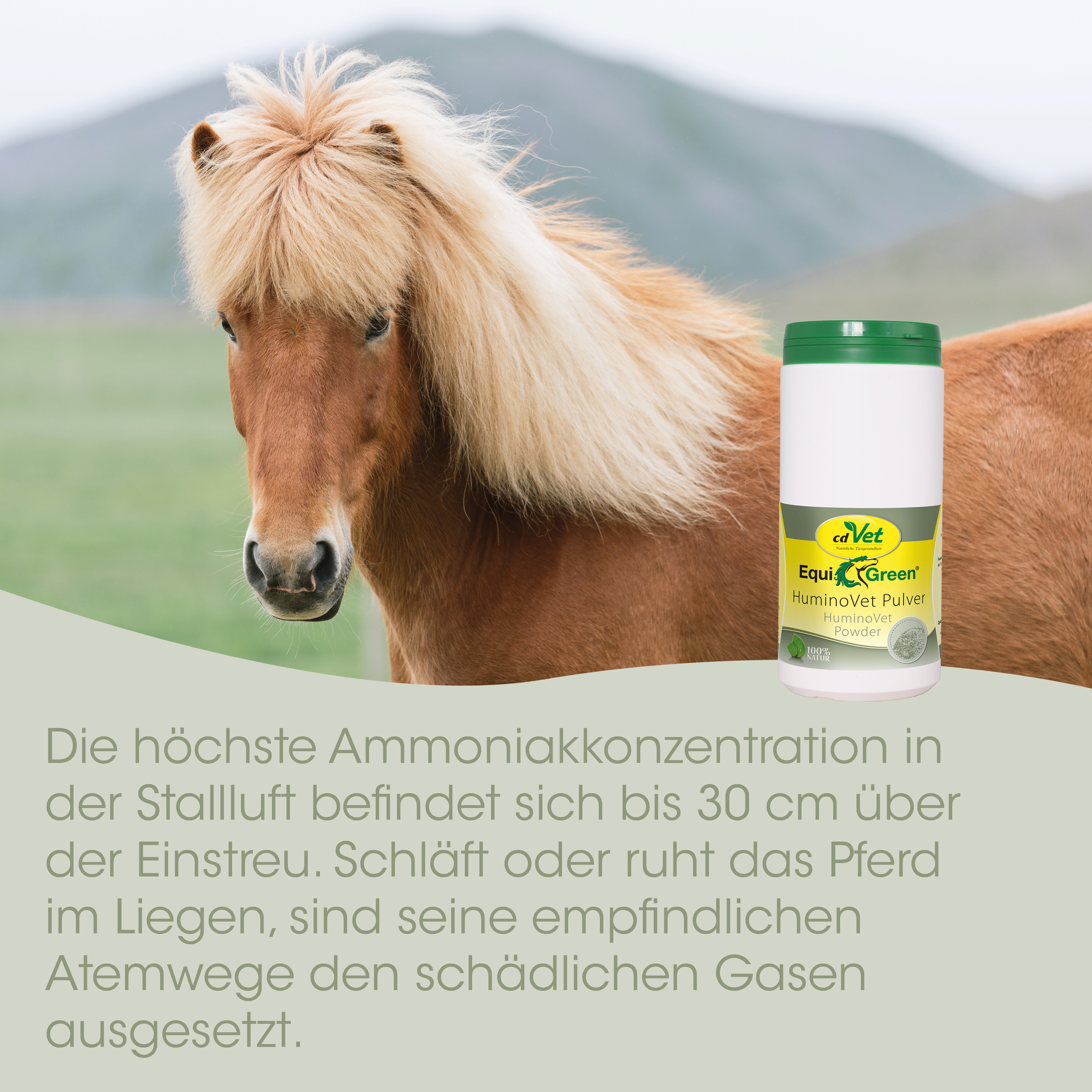 Pony, Horse, Palomino, Pferdepflege, Pulverflasche
