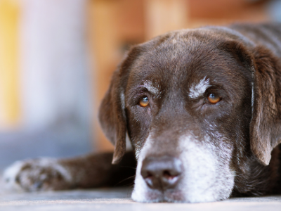 Hund, Labrador Retriever, Säugetier, Haustier