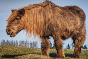 Feld, Grünland, Draußen, Tier, Säugetier