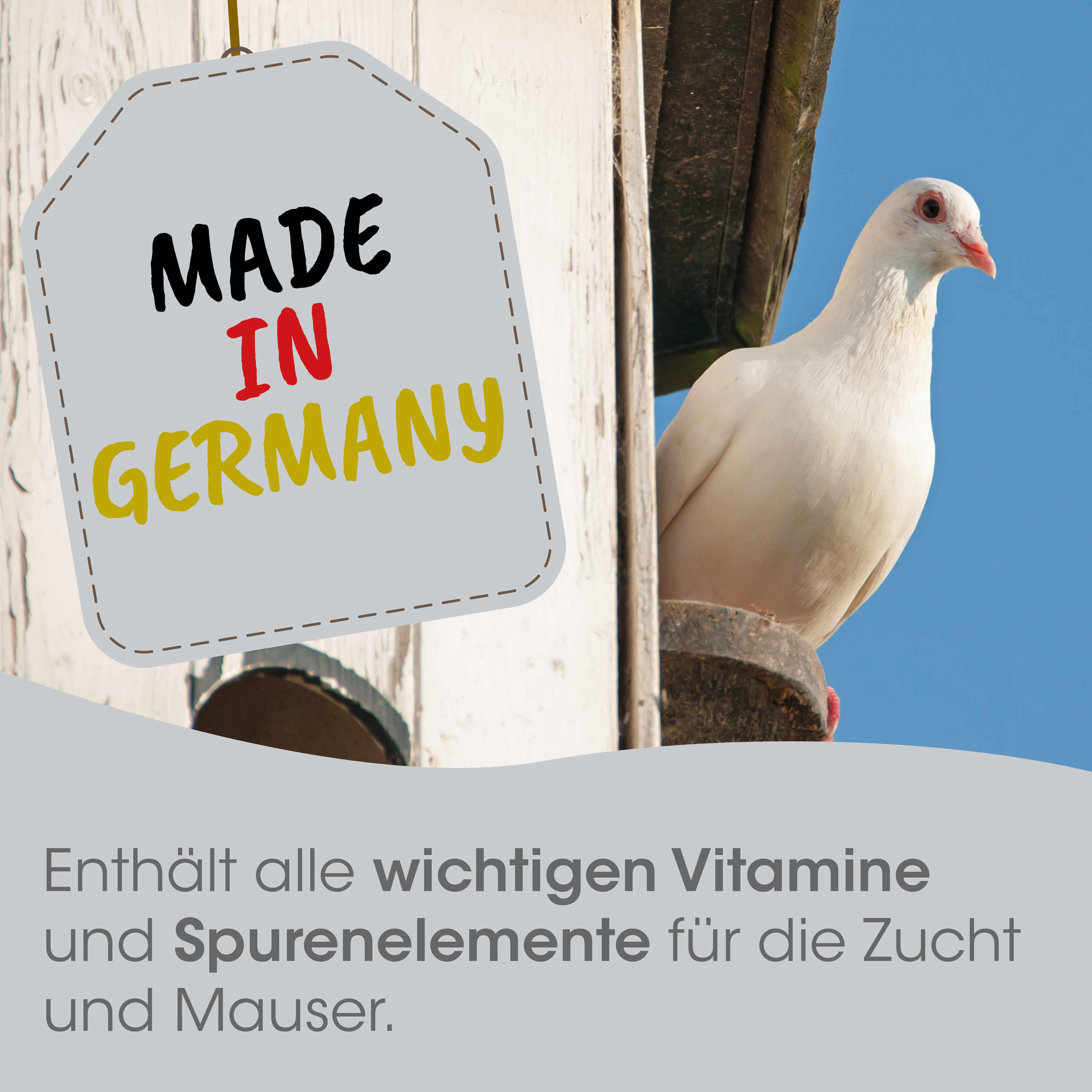weiße taube, vogel, haustier vogel, kennzeichnungsetikett, deutschland